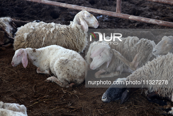 Sheep are in a farm as Muslims across the world are starting to buy and sell animals to be slaughtered for the Eid al-Adha, or Feast of the...