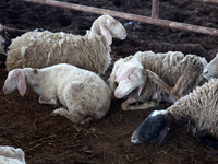 Sheep are in a farm as Muslims across the world are starting to buy and sell animals to be slaughtered for the Eid al-Adha, or Feast of the...