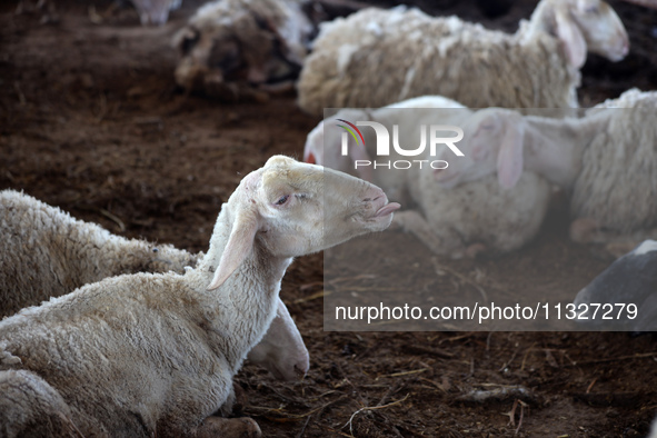 Sheep are in a farm as Muslims across the world are starting to buy and sell animals to be slaughtered for the Eid al-Adha, or Feast of the...