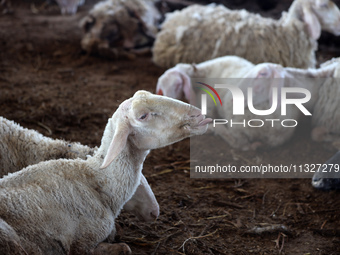 Sheep are in a farm as Muslims across the world are starting to buy and sell animals to be slaughtered for the Eid al-Adha, or Feast of the...