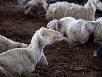 Sheep are in a farm as Muslims across the world are starting to buy and sell animals to be slaughtered for the Eid al-Adha, or Feast of the...