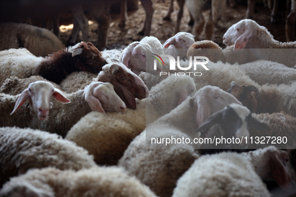 Sheep are in a farm as Muslims across the world are starting to buy and sell animals to be slaughtered for the Eid al-Adha, or Feast of the...