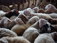 Sheep are in a farm as Muslims across the world are starting to buy and sell animals to be slaughtered for the Eid al-Adha, or Feast of the...