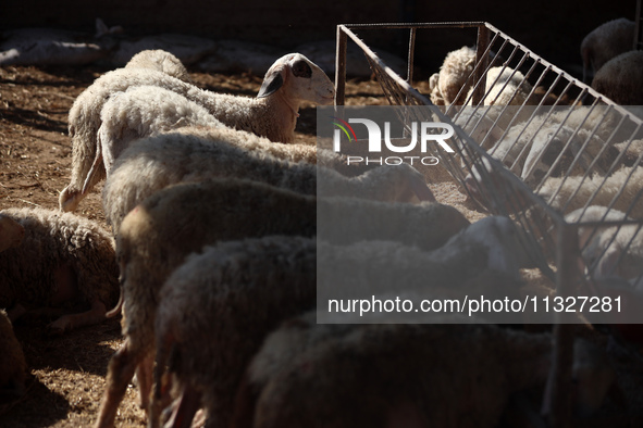 Sheep are in a farm as Muslims across the world are starting to buy and sell animals to be slaughtered for the Eid al-Adha, or Feast of the...