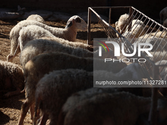 Sheep are in a farm as Muslims across the world are starting to buy and sell animals to be slaughtered for the Eid al-Adha, or Feast of the...