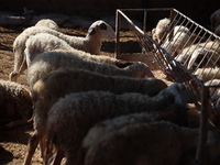 Sheep are in a farm as Muslims across the world are starting to buy and sell animals to be slaughtered for the Eid al-Adha, or Feast of the...