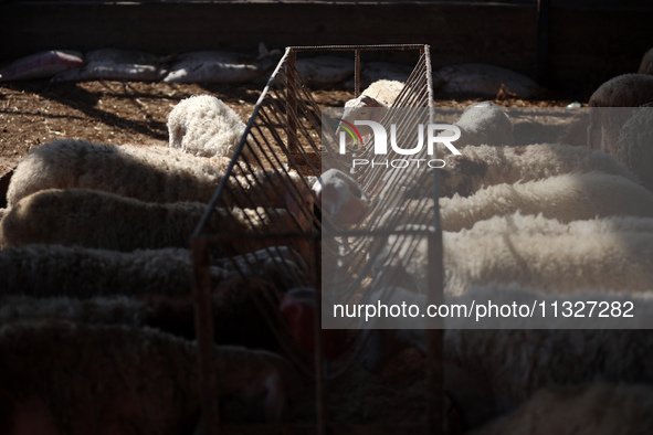 Sheep are in a farm as Muslims across the world are starting to buy and sell animals to be slaughtered for the Eid al-Adha, or Feast of the...