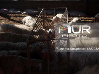 Sheep are in a farm as Muslims across the world are starting to buy and sell animals to be slaughtered for the Eid al-Adha, or Feast of the...