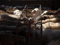 Sheep are in a farm as Muslims across the world are starting to buy and sell animals to be slaughtered for the Eid al-Adha, or Feast of the...