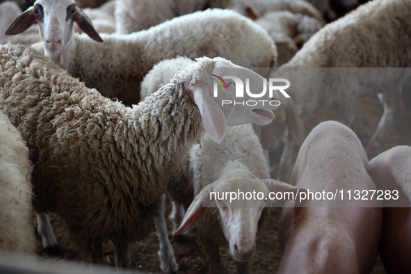 Sheep are in a farm as Muslims across the world are starting to buy and sell animals to be slaughtered for the Eid al-Adha, or Feast of the...