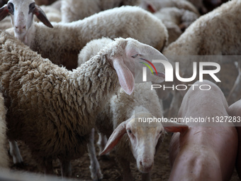 Sheep are in a farm as Muslims across the world are starting to buy and sell animals to be slaughtered for the Eid al-Adha, or Feast of the...