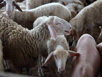 Sheep are in a farm as Muslims across the world are starting to buy and sell animals to be slaughtered for the Eid al-Adha, or Feast of the...