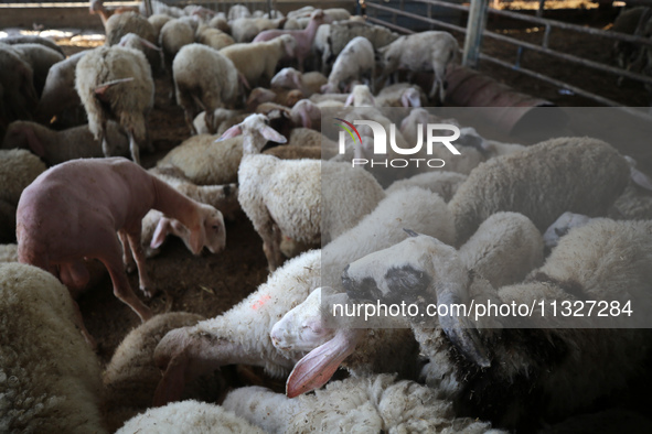 Sheep are in a farm as Muslims across the world are starting to buy and sell animals to be slaughtered for the Eid al-Adha, or Feast of the...