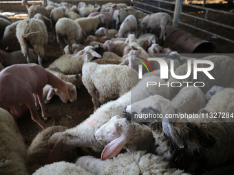 Sheep are in a farm as Muslims across the world are starting to buy and sell animals to be slaughtered for the Eid al-Adha, or Feast of the...