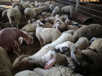 Sheep are in a farm as Muslims across the world are starting to buy and sell animals to be slaughtered for the Eid al-Adha, or Feast of the...