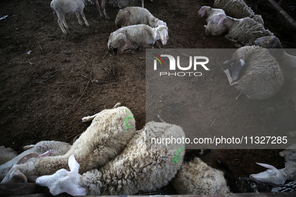 Sheep are in a farm as Muslims across the world are starting to buy and sell animals to be slaughtered for the Eid al-Adha, or Feast of the...