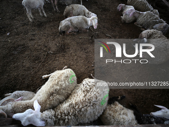 Sheep are in a farm as Muslims across the world are starting to buy and sell animals to be slaughtered for the Eid al-Adha, or Feast of the...