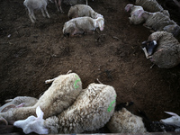 Sheep are in a farm as Muslims across the world are starting to buy and sell animals to be slaughtered for the Eid al-Adha, or Feast of the...