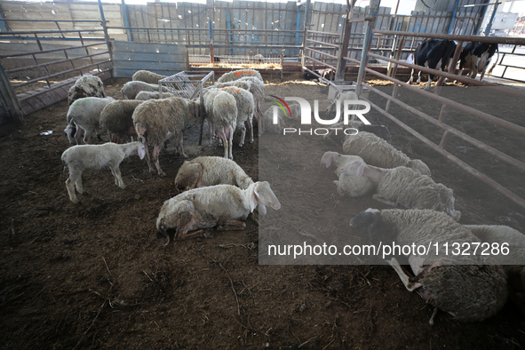 Sheep are in a farm as Muslims across the world are starting to buy and sell animals to be slaughtered for the Eid al-Adha, or Feast of the...