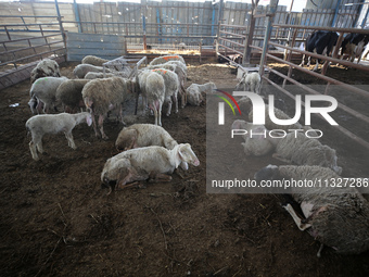 Sheep are in a farm as Muslims across the world are starting to buy and sell animals to be slaughtered for the Eid al-Adha, or Feast of the...