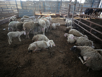 Sheep are in a farm as Muslims across the world are starting to buy and sell animals to be slaughtered for the Eid al-Adha, or Feast of the...