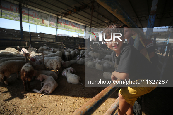 Sheep are in a farm as Muslims across the world are starting to buy and sell animals to be slaughtered for the Eid al-Adha, or Feast of the...