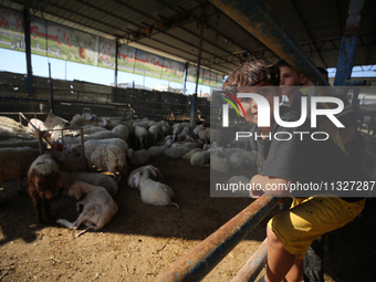 Sheep are in a farm as Muslims across the world are starting to buy and sell animals to be slaughtered for the Eid al-Adha, or Feast of the...