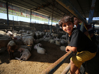 Sheep are in a farm as Muslims across the world are starting to buy and sell animals to be slaughtered for the Eid al-Adha, or Feast of the...