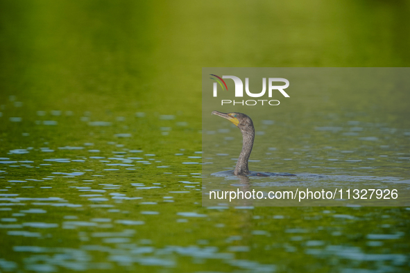 A double-crested cormorant is being seen just after sunrise at the Oxbow Nature Conservancy in Lawrenceburg, Indiana, on June 13, 2024. 