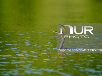 A double-crested cormorant is being seen just after sunrise at the Oxbow Nature Conservancy in Lawrenceburg, Indiana, on June 13, 2024. (