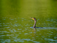 A double-crested cormorant is being seen just after sunrise at the Oxbow Nature Conservancy in Lawrenceburg, Indiana, on June 13, 2024. (