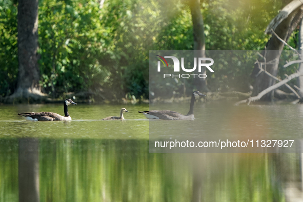 A pair of Canada geese and their young gosling are being seen just after sunrise at the Oxbow Nature Conservancy in Lawrenceburg, Indiana, o...