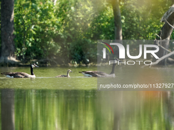 A pair of Canada geese and their young gosling are being seen just after sunrise at the Oxbow Nature Conservancy in Lawrenceburg, Indiana, o...