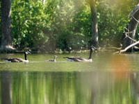 A pair of Canada geese and their young gosling are being seen just after sunrise at the Oxbow Nature Conservancy in Lawrenceburg, Indiana, o...