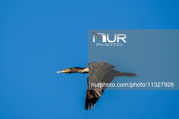 A double-crested cormorant is flying just after sunrise at the Oxbow Nature Conservancy in Lawrenceburg, Indiana, on June 13, 2024. 