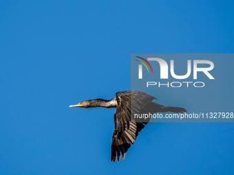 A double-crested cormorant is flying just after sunrise at the Oxbow Nature Conservancy in Lawrenceburg, Indiana, on June 13, 2024. (