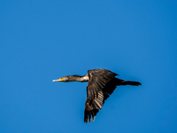 A double-crested cormorant is flying just after sunrise at the Oxbow Nature Conservancy in Lawrenceburg, Indiana, on June 13, 2024. (