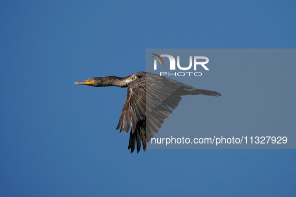 A double-crested cormorant is flying just after sunrise at the Oxbow Nature Conservancy in Lawrenceburg, Indiana, on June 13, 2024. 