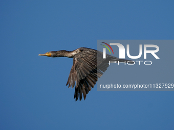 A double-crested cormorant is flying just after sunrise at the Oxbow Nature Conservancy in Lawrenceburg, Indiana, on June 13, 2024. (