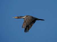 A double-crested cormorant is flying just after sunrise at the Oxbow Nature Conservancy in Lawrenceburg, Indiana, on June 13, 2024. (