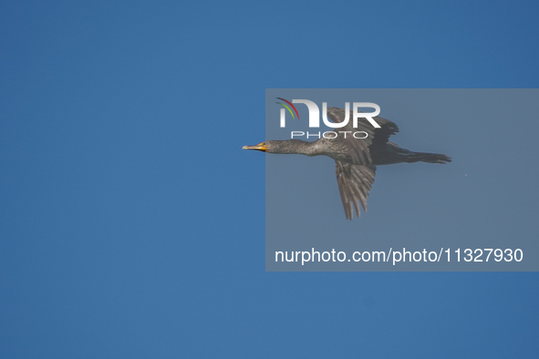 A double-crested cormorant is flying just after sunrise at the Oxbow Nature Conservancy in Lawrenceburg, Indiana, on June 13, 2024. 