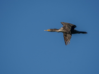 A double-crested cormorant is flying just after sunrise at the Oxbow Nature Conservancy in Lawrenceburg, Indiana, on June 13, 2024. (