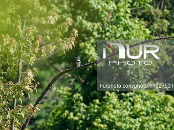 A kingfisher is looking for fish just after sunrise at the Oxbow Nature Conservancy in Lawrenceburg, Indiana, on June 13, 2024. (