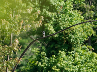 A kingfisher is looking for fish just after sunrise at the Oxbow Nature Conservancy in Lawrenceburg, Indiana, on June 13, 2024. (