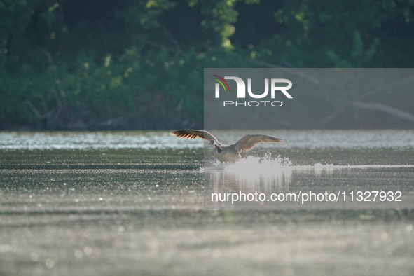 A Canada goose is landing just after sunrise at the Oxbow Nature Conservancy in Lawrenceburg, Indiana, on June 13, 2024. 