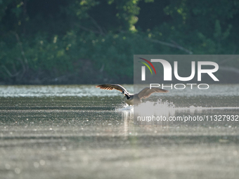 A Canada goose is landing just after sunrise at the Oxbow Nature Conservancy in Lawrenceburg, Indiana, on June 13, 2024. (