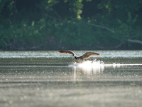 A Canada goose is landing just after sunrise at the Oxbow Nature Conservancy in Lawrenceburg, Indiana, on June 13, 2024. (