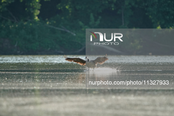 A Canada goose is landing just after sunrise at the Oxbow Nature Conservancy in Lawrenceburg, Indiana, on June 13, 2024. 