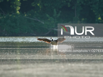 A Canada goose is landing just after sunrise at the Oxbow Nature Conservancy in Lawrenceburg, Indiana, on June 13, 2024. (