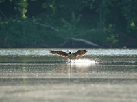 A Canada goose is landing just after sunrise at the Oxbow Nature Conservancy in Lawrenceburg, Indiana, on June 13, 2024. (